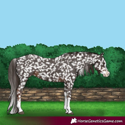 Horse Color:Liver Chestnut Sabino Splash Snowflake Varnish