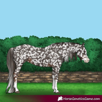 Horse Color:Liver Chestnut Sabino Splash Snowflake Varnish