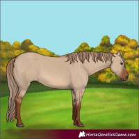 Horse Color:Red Dun 