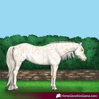 Horse Color:Palomino Near Leopard  and Palomino Roan Near Leopard 