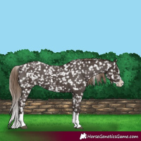 Horse Color:Liver Chestnut Sabino Splash Snowflake Varnish