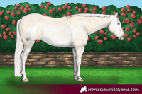 Horse Color:Cremello Dun Splash  and Cremello Dun Splash Frame 