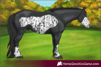 Horse Color:Black  and Black Frame 