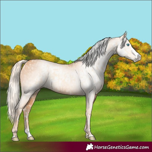 Horse Color:Cremello Splash and Gray Cremello Splash