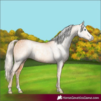 Horse Color:Cremello Splash  and Gray Cremello Splash 
