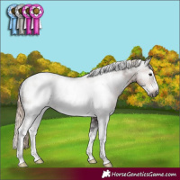 Horse Color:Gray White Spotted Chocolate Palomino Sabino Frame Rabicano