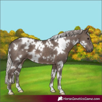 Horse Color:White Spotted Silver Black 