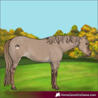 Horse Color:Liver Red Dun Rabicano 