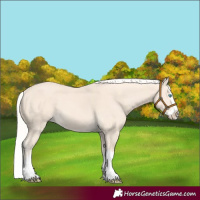 Horse Color:Cremello Splash 