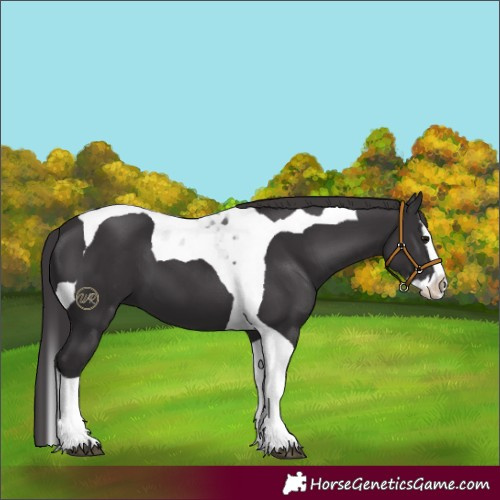 Horse Color:Smoky Black Splash Tobiano 