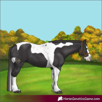 Horse Color:Smoky Black Splash Tobiano