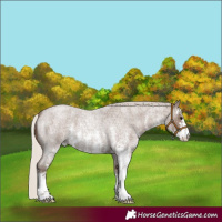 Horse Color:Silver Blue Roan Sabino