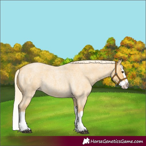 Horse Color:Palomino Roan Splash 