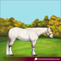 Horse Color:Buckskin Roan Dun Splash 