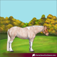 Horse Color:Silver Bay Roan Tobiano 