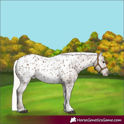 Horse Color:Silver Black Sabino Tobiano Appaloosa 