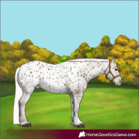 Horse Color:Silver Black Sabino Tobiano Near Leopard 