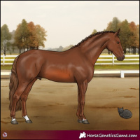 Horse Color:Chestnut 