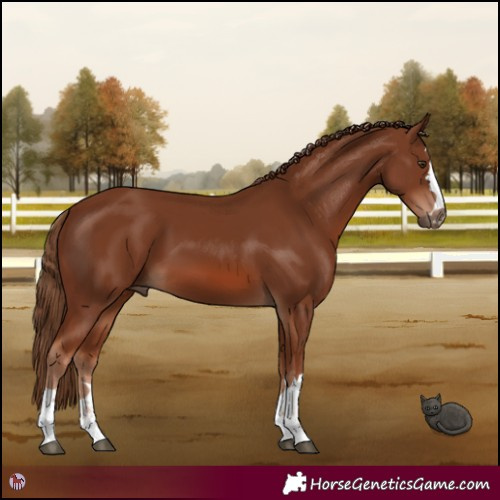 Horse Color:Chestnut 