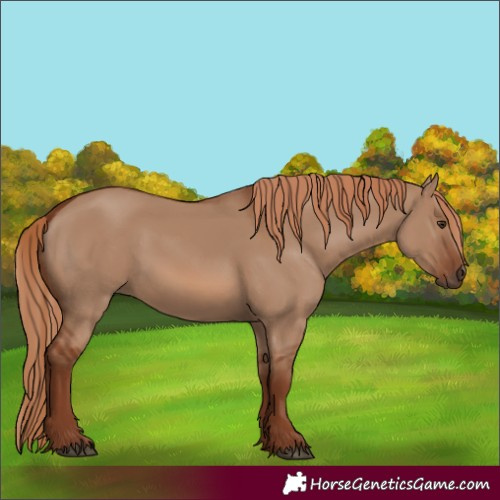 Horse Color:Red Dun 