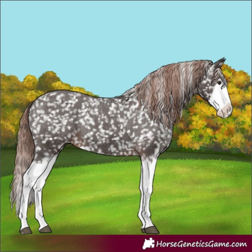 Horse Color:Liver Chestnut Sabino Splash Appaloosa