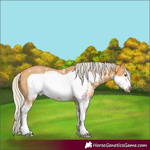 Horse Color:Silver Buckskin Sabino Frame Rabicano 
