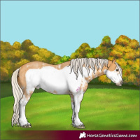 Horse Color:Silver Buckskin Sabino Frame Rabicano 