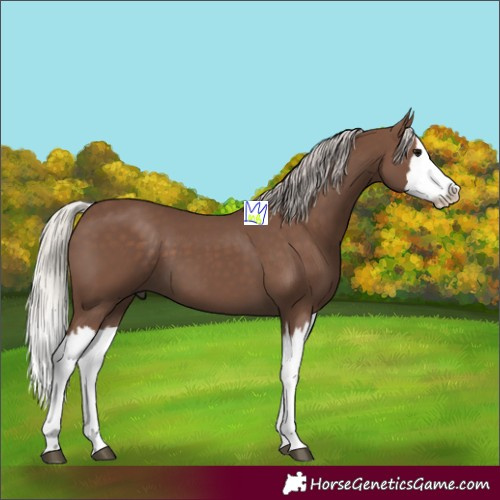 Horse Color:Silver Black Splash 