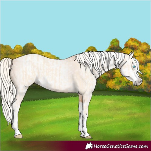Horse Color:Cremello Splash  and Gray Cremello Splash 