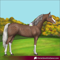 Horse Color:Silver Black Splash 
