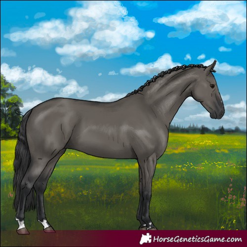 Horse Color:Grullo
