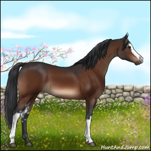 Horse Color:White Spotted Brown