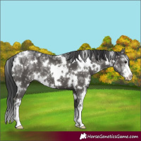 Horse Color:White Spotted Black Ice Sabino 