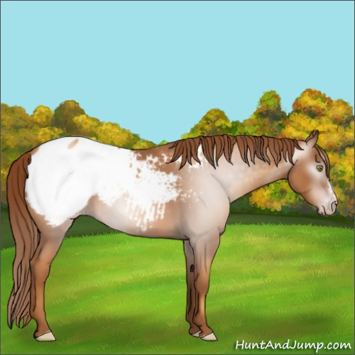 Horse Color:Gray Gold Champagne Roan Frame Appaloosa 