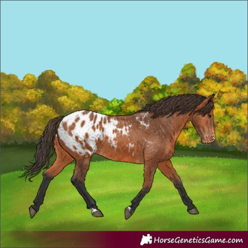 Horse Color:Bay Appaloosa 