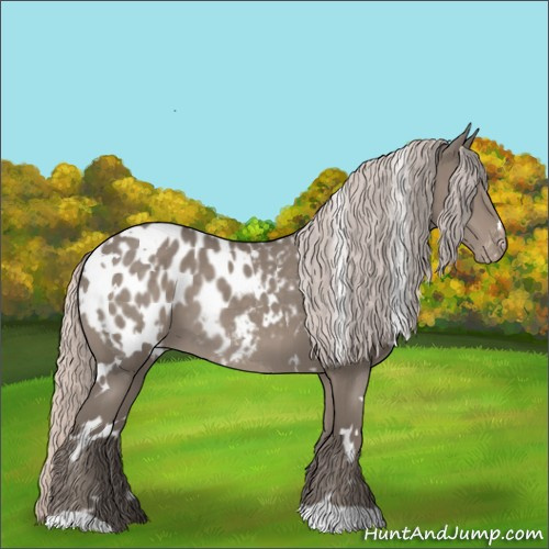 Horse Color:White Spotted Silver Grullo Appaloosa