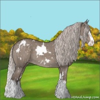Horse Color:White Spotted Silver Grullo Splash Appaloosa 
