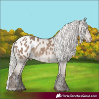 Horse Color:White Spotted Silver Grullo Appaloosa 