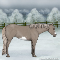 Horse Color:Silver Grullo Frame 