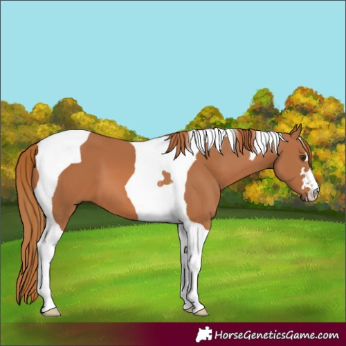 Horse Color:Chestnut Tobiano 