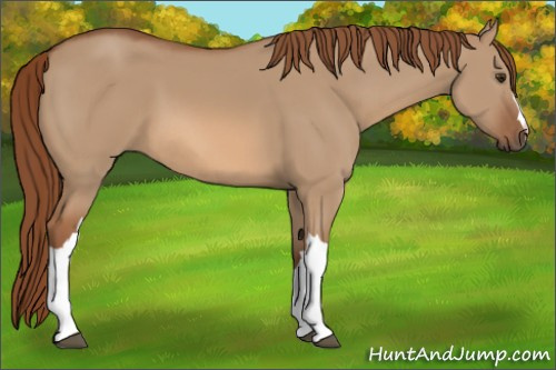 Horse Color:Red Dun 