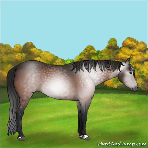 Horse Color:Gray Bay 
