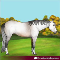 Horse Color:Gray Bay Dun 