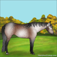 Horse Color:Gray Bay 