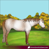 Horse Color:Gray Chestnut 