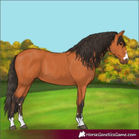 Horse Color:Bay 