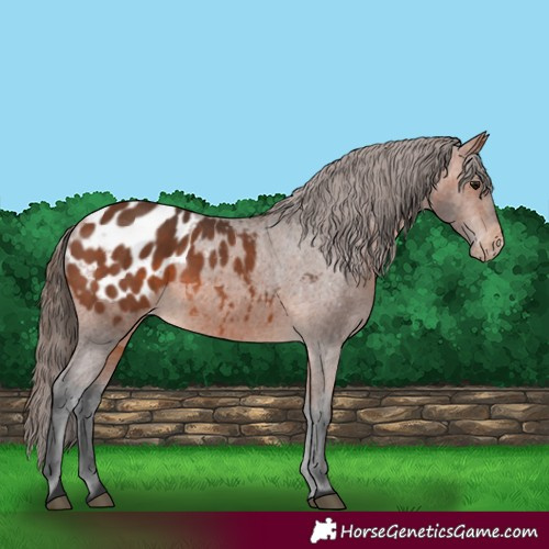 Horse Color:Bay Appaloosa 