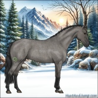 Horse Color:Grullo Roan Sabino 