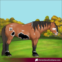 Horse Color:Bay Frame