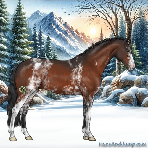 Horse Color:White Spotted Bay 